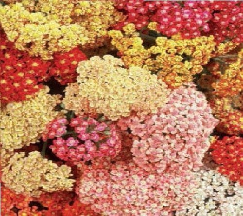 Achillea Millefolium Summer Berries Mixed Seeds