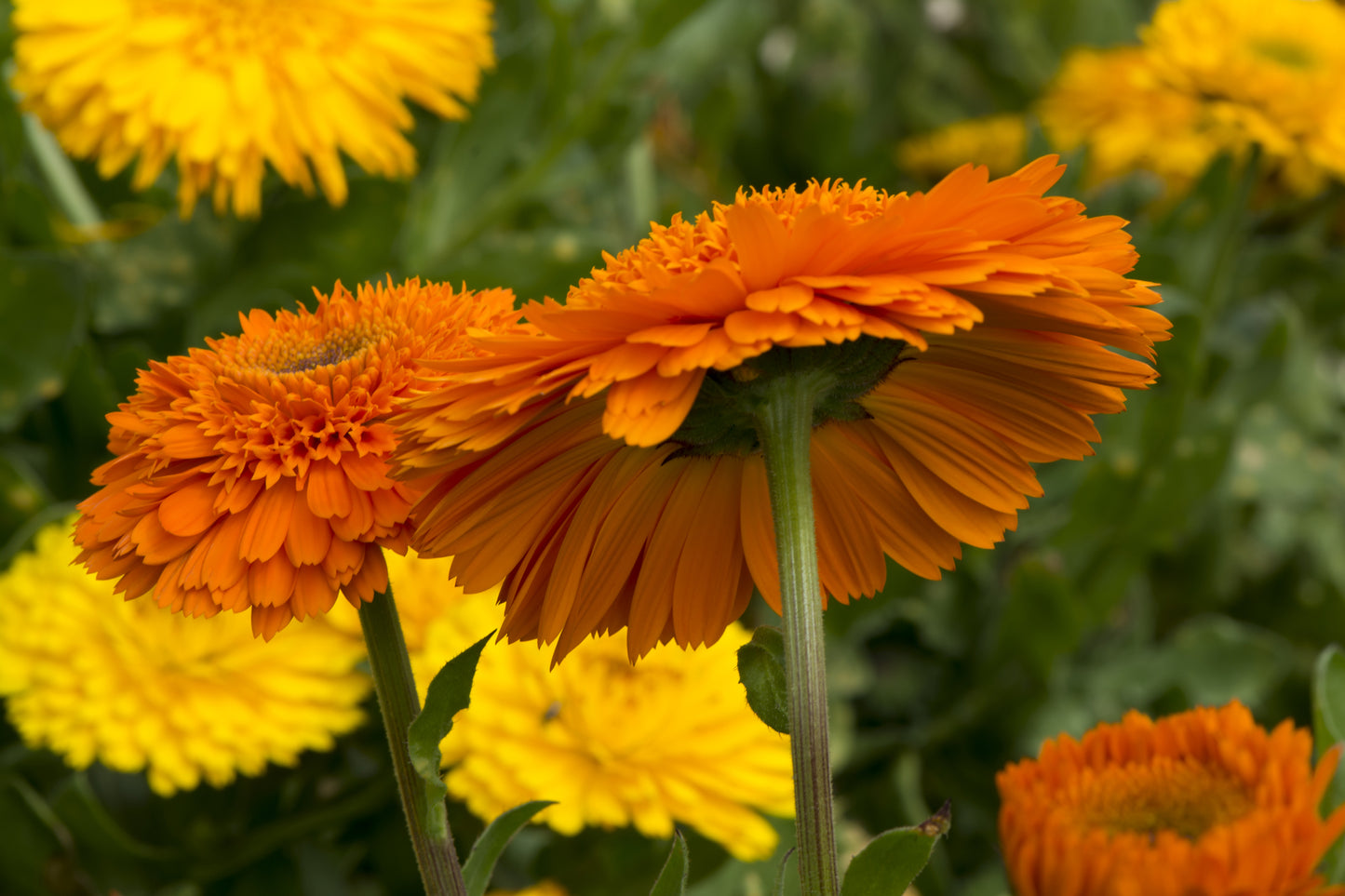 Calendula Officinalis Pot Marigold Art Shades Mix Seeds