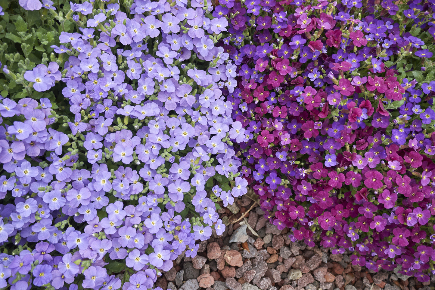 Aubrieta Hybrida Cascade Mixed Seeds