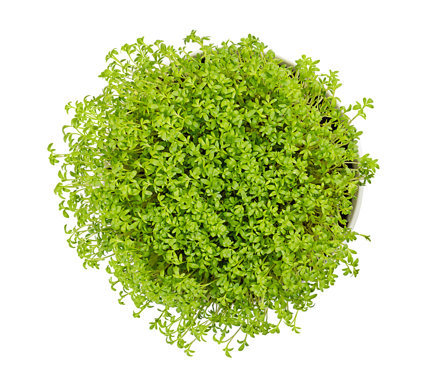 Salad Cress Greek Seeds