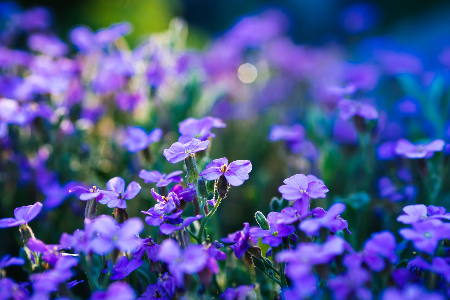 Aubrieta Hybrida Cascade Blue Seeds