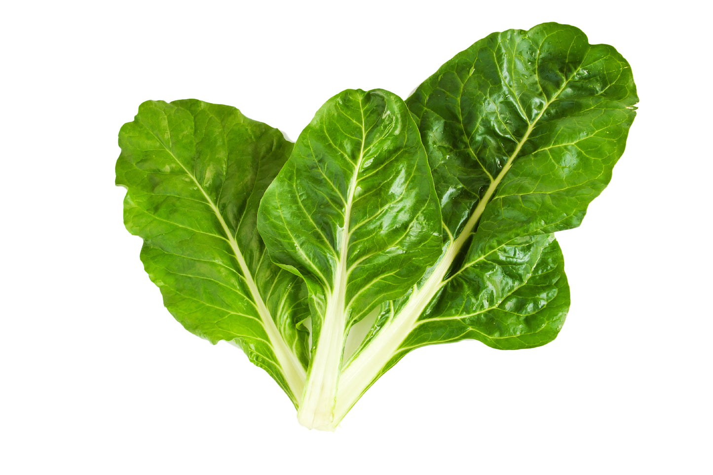 Organic Beet Leaf Swiss Chard Seeds