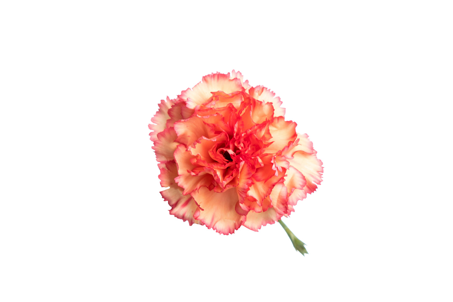 Carnation Sprite Mixture Seeds