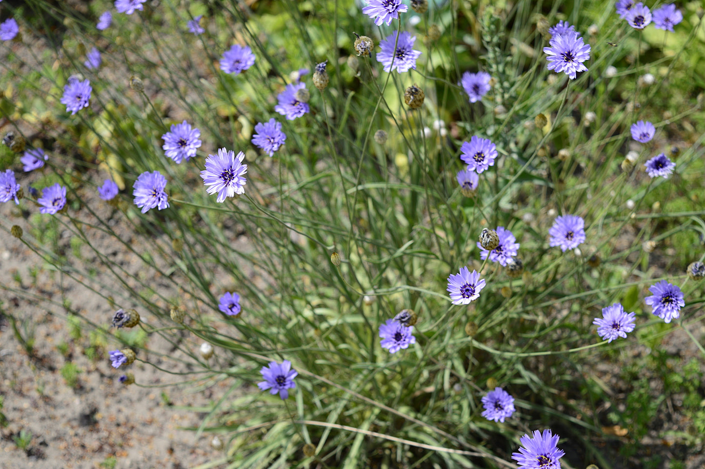 Cupids Dart - Catananche caerulea Seeds