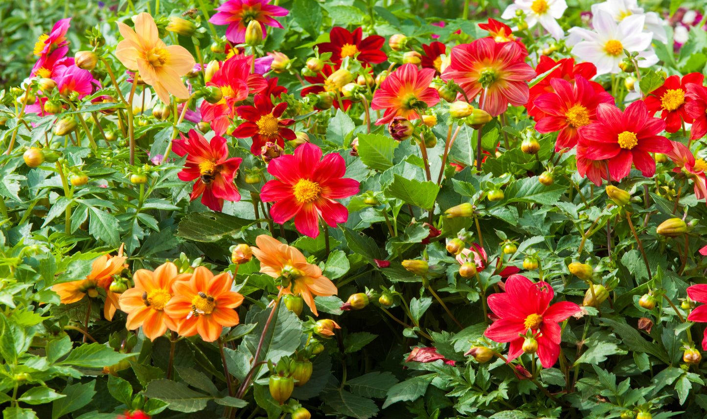 Dahlia Coltness Mix Seeds