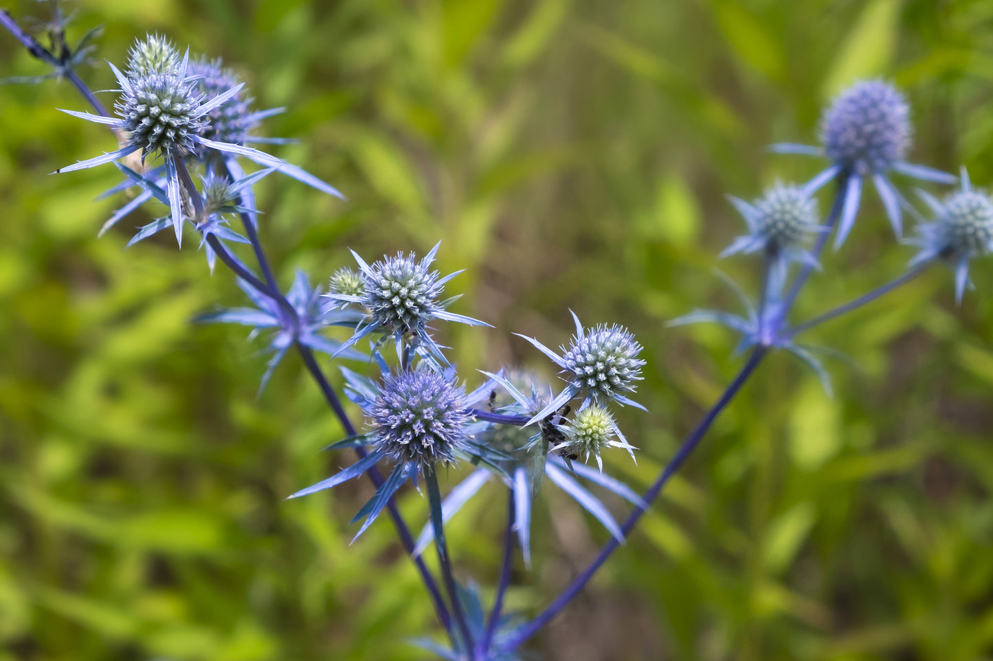 Eryngium planum Sea Holly Seeds