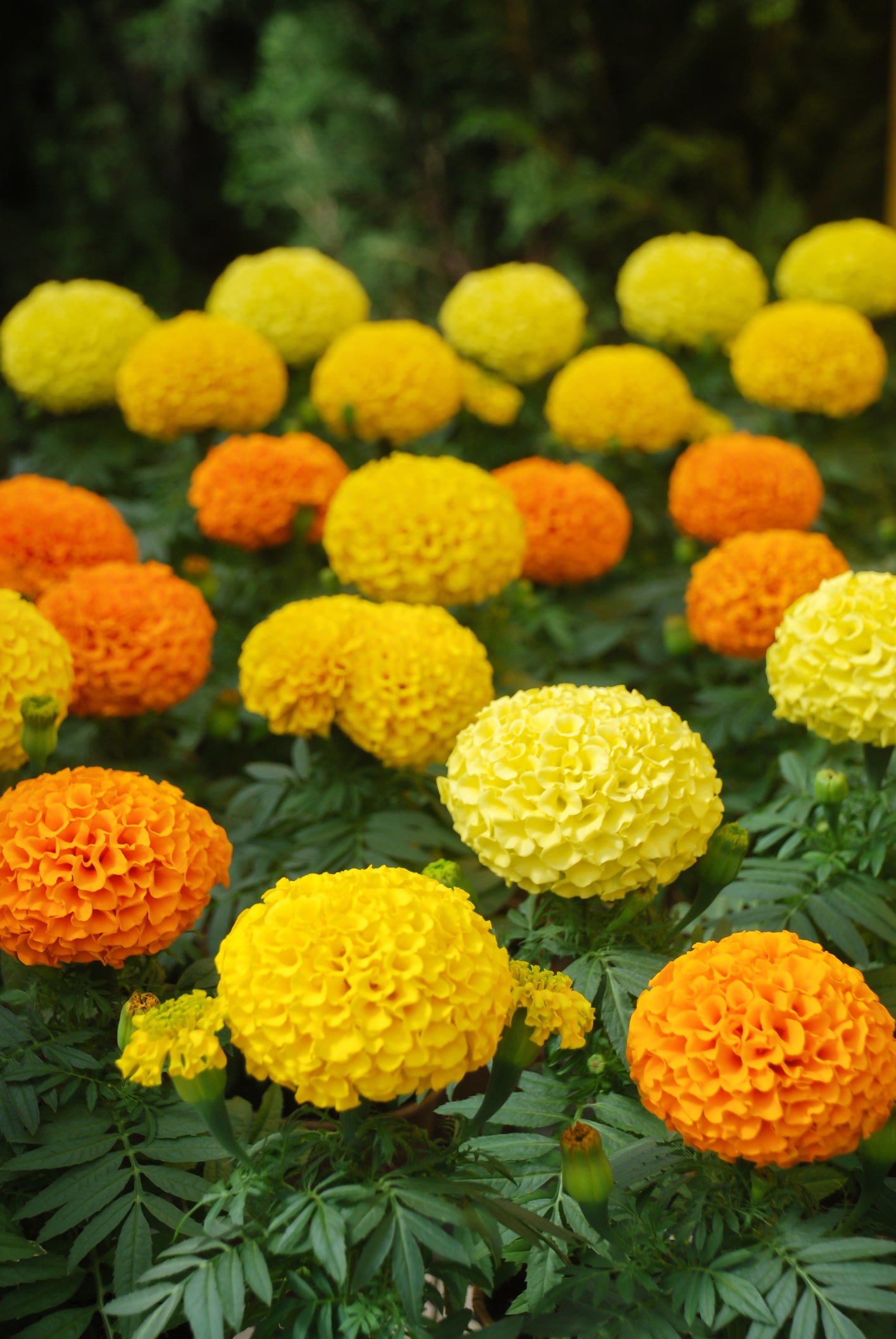 African Marigold Inca Series F1 Hybrid Mix Seeds