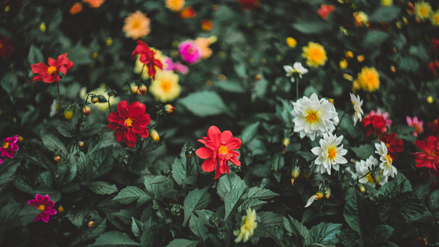 Dahlia Early Bird Mixed Seeds