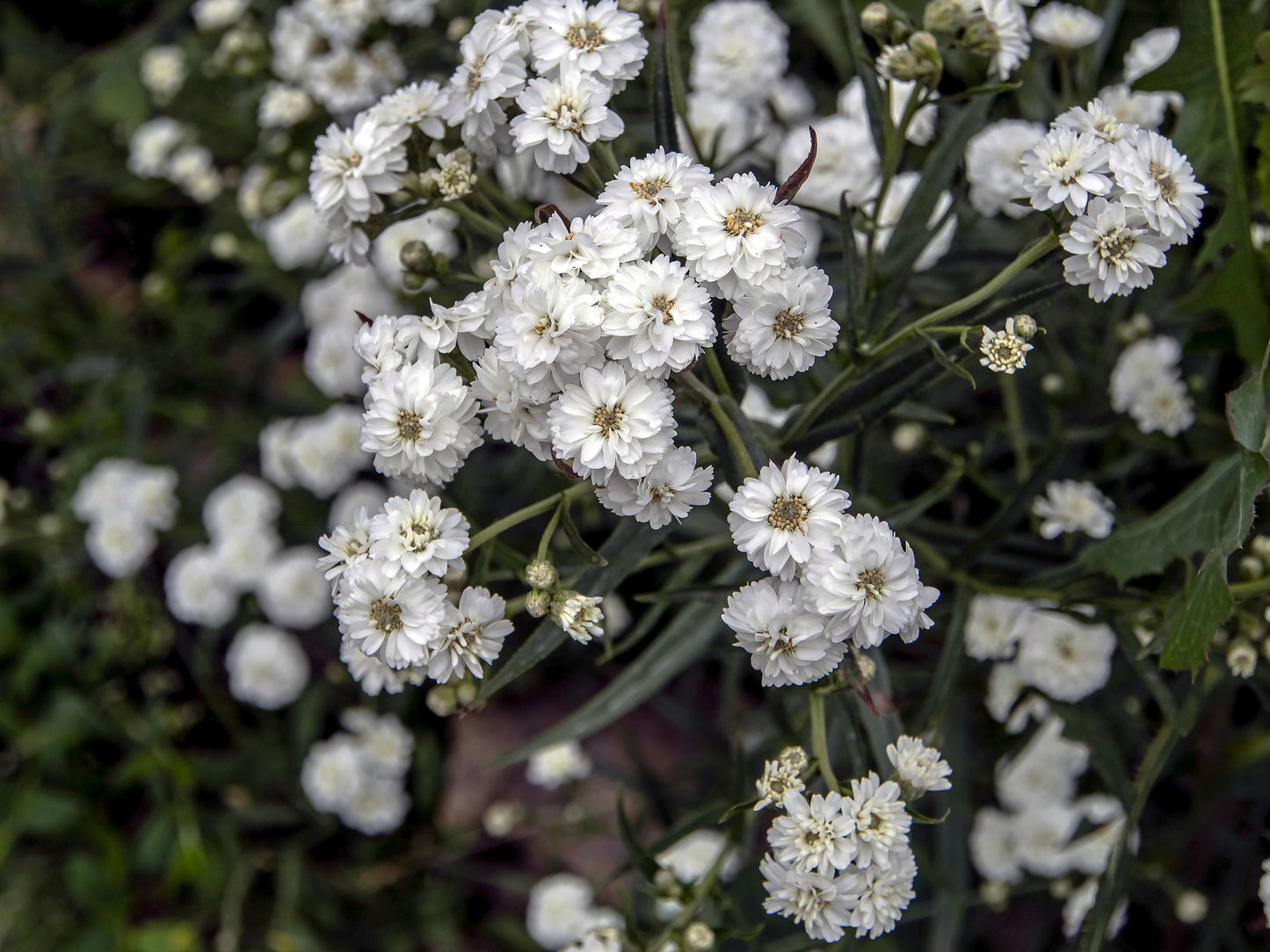 Achillea ptarmica Ballerina Seed Seeds