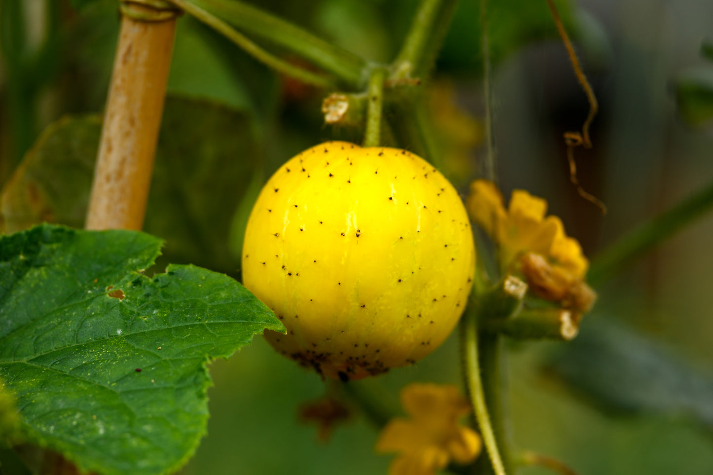 Cucumber Crystal Lemon Seeds