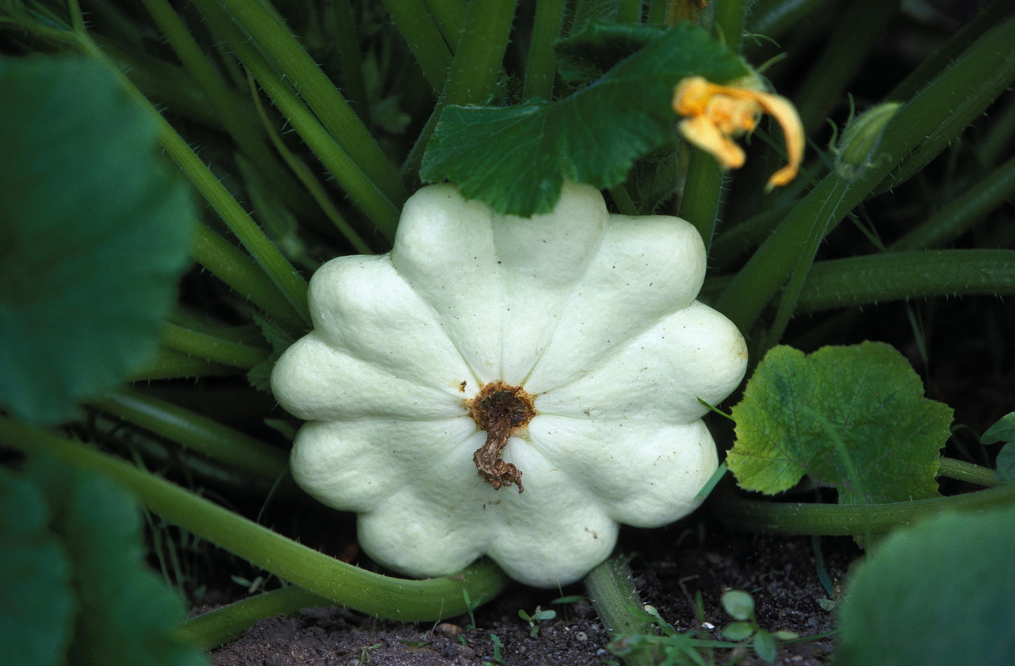 Squash Custard Marrow White Flat Seeds