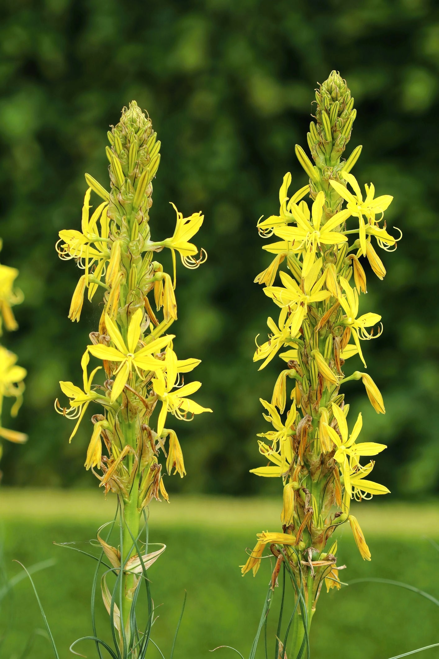 Asphodeline Yellow Candle Seeds