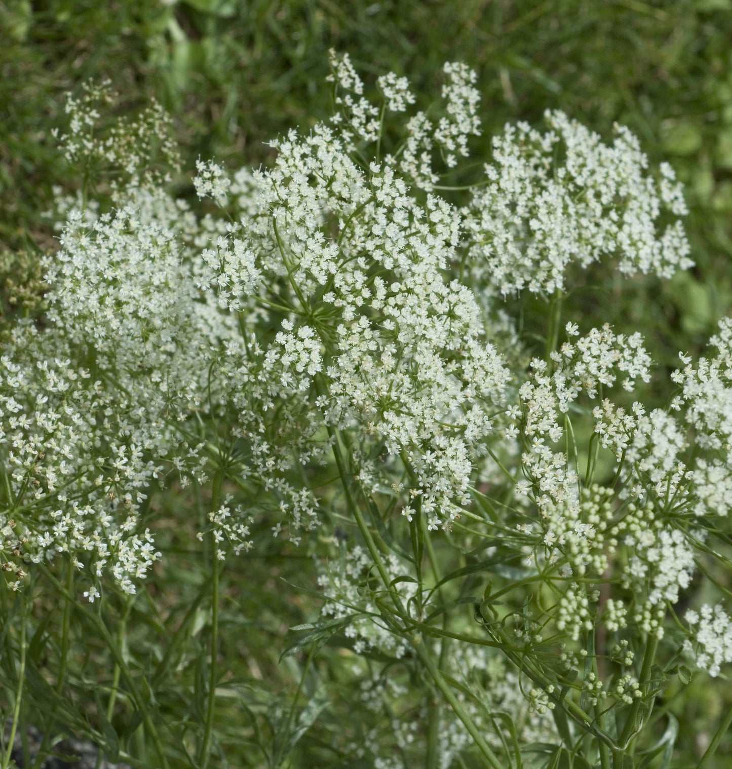 Caraway Carum carvi Seeds
