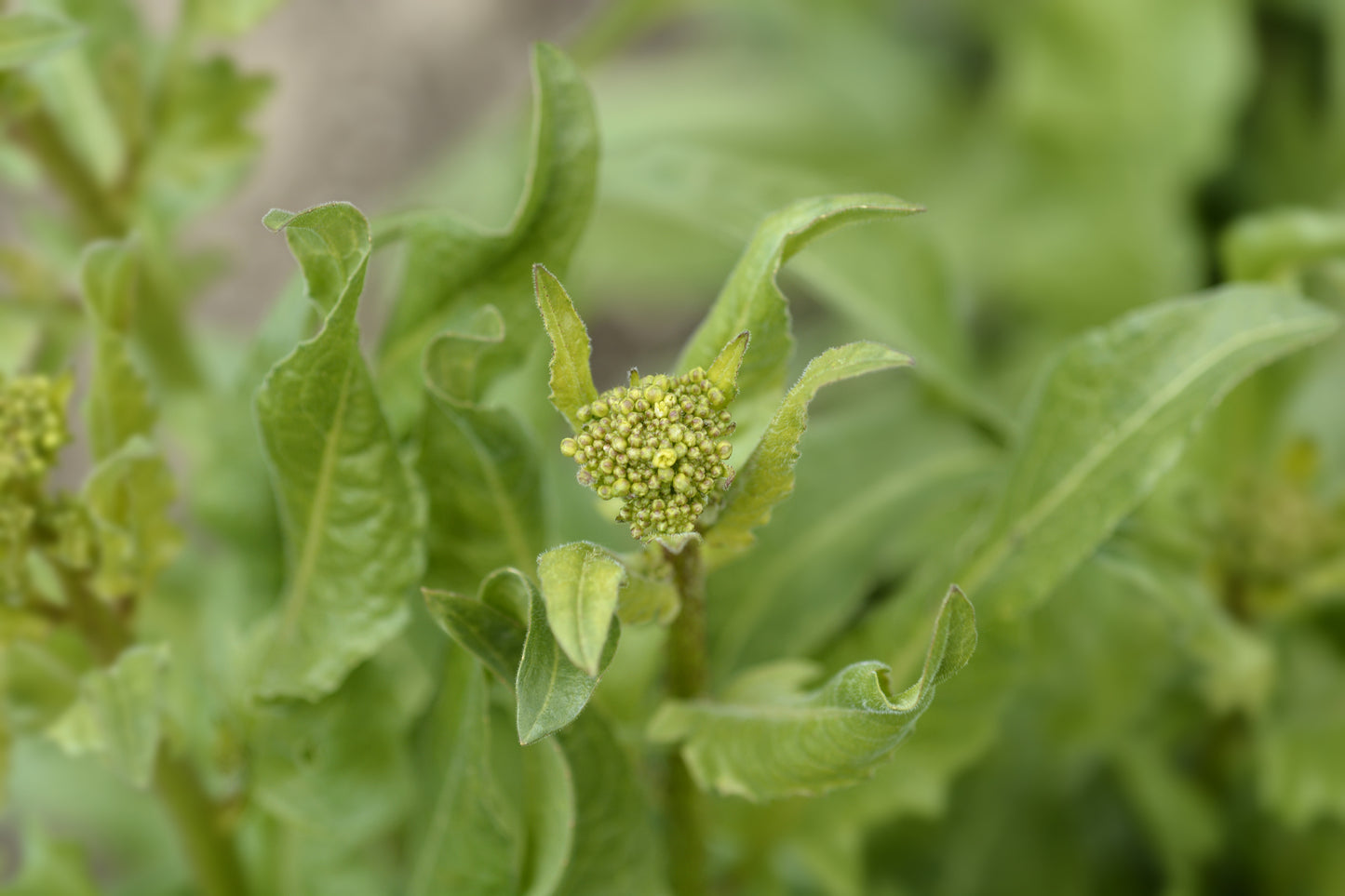 Turkish Rocket Bunias orientalis Seeds