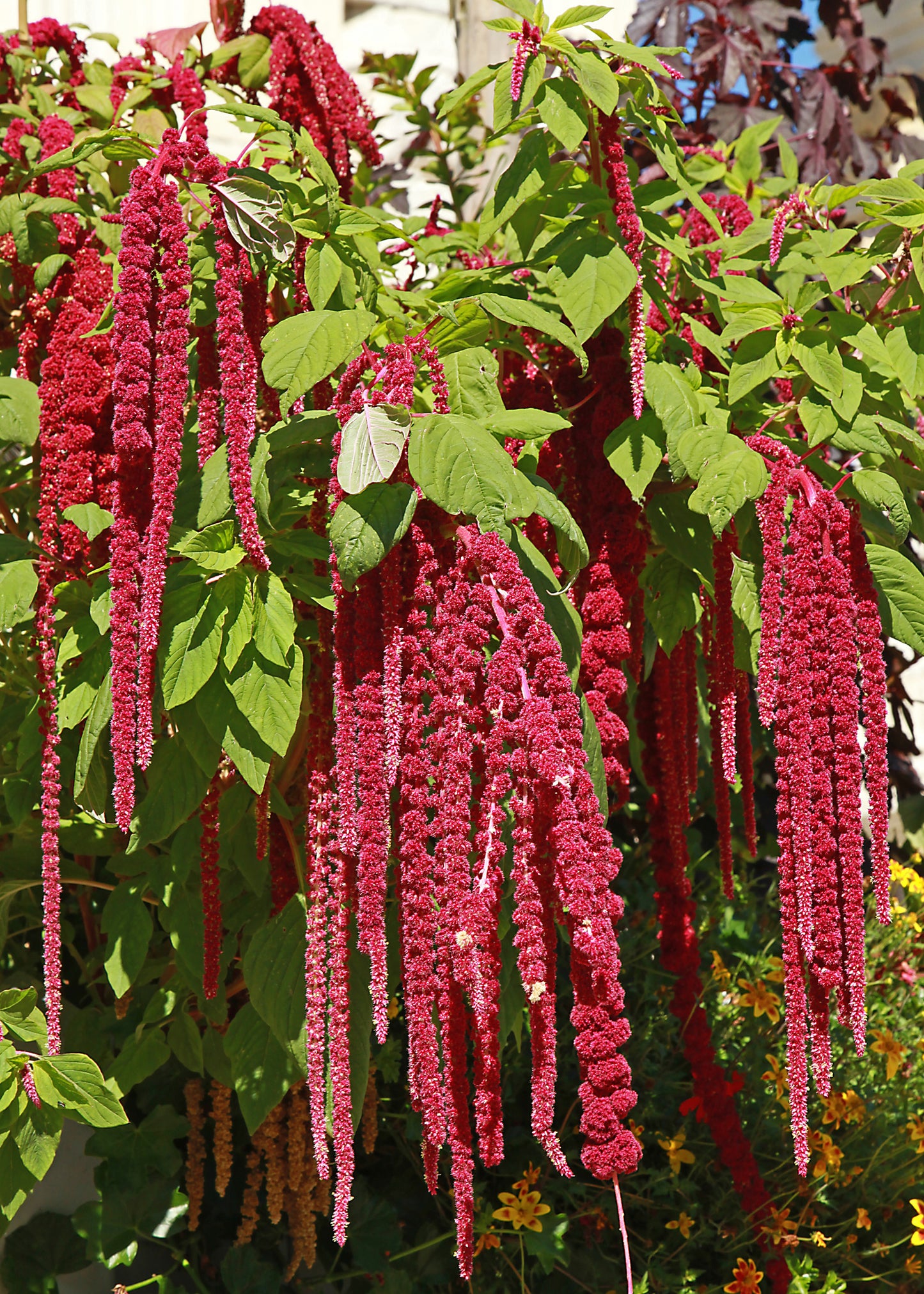 Amaranthus caudatus Red Love Lies Bleeding Seeds