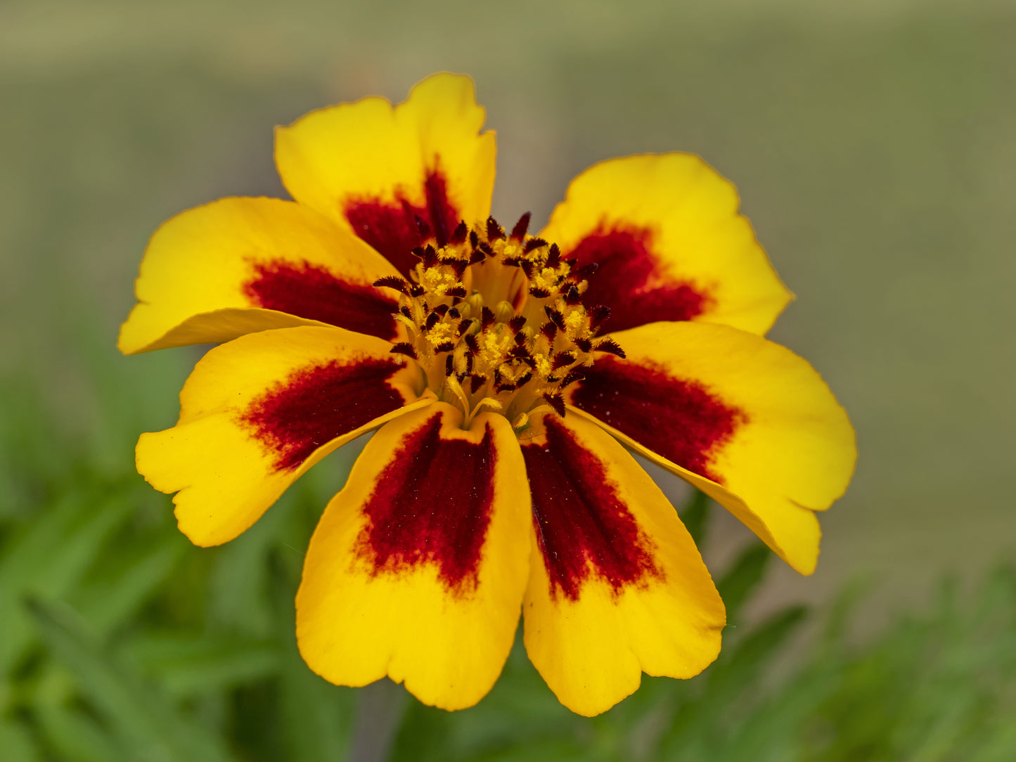 French Marigold Naughty Marietta Seeds