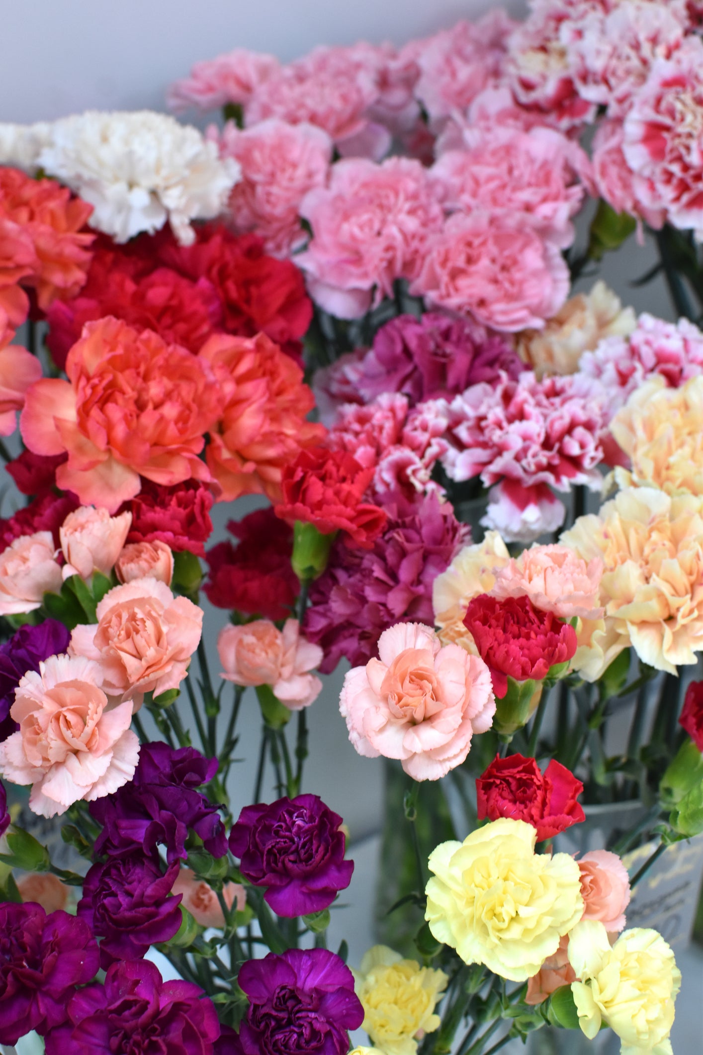 Carnation Superb Formula Series Mixed Seeds