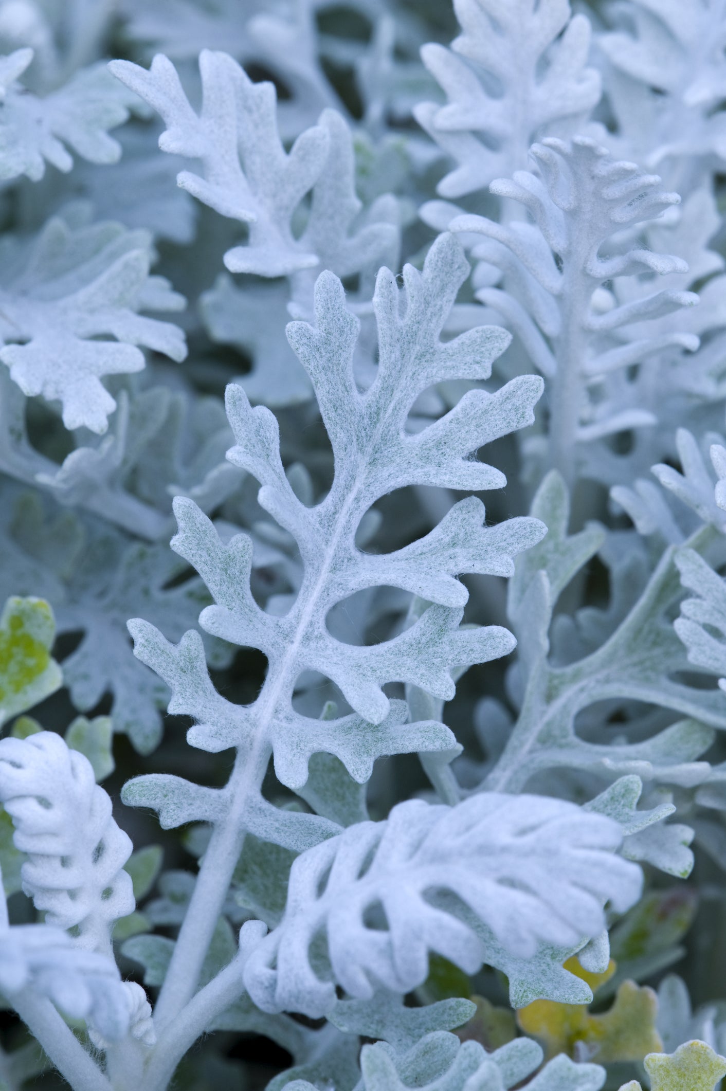 Cineraria Silver Dust Seeds