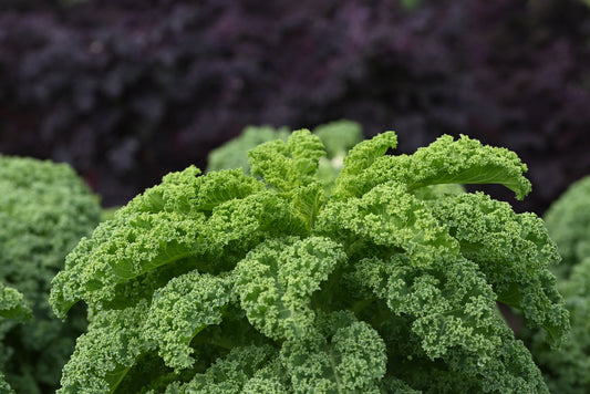 Organic Kale Borecole Westland Winter Seeds