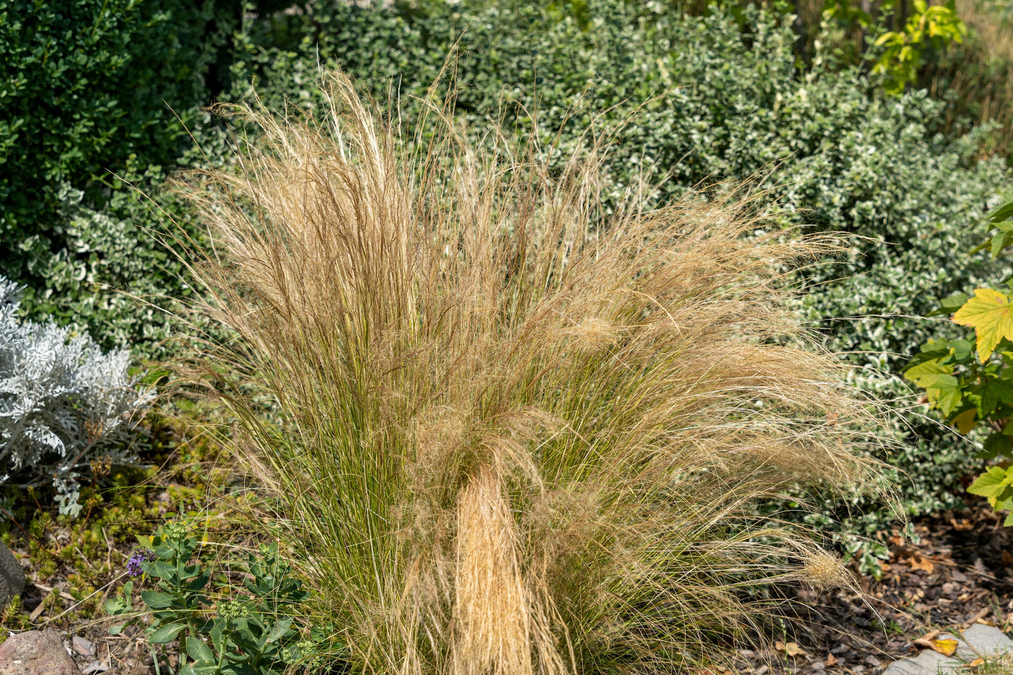 Ornamental Grass Bridal Veils Stipa capillata Seeds