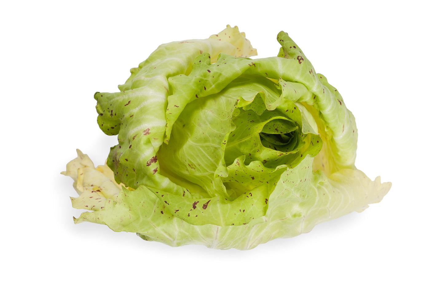 Chicory Variegata de Castelfranco Seeds