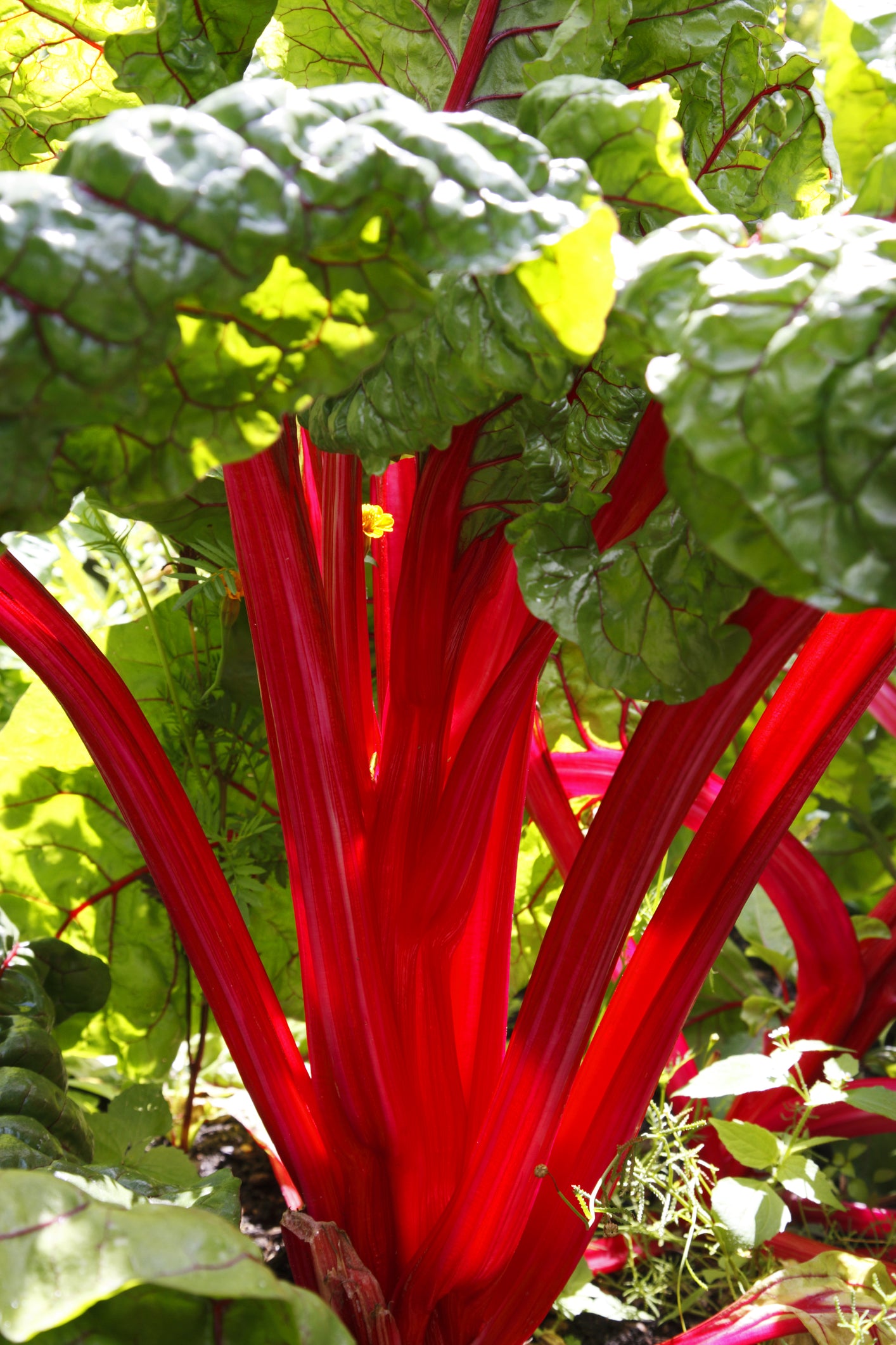 Beet Leaf Rhubarb Chard Seeds