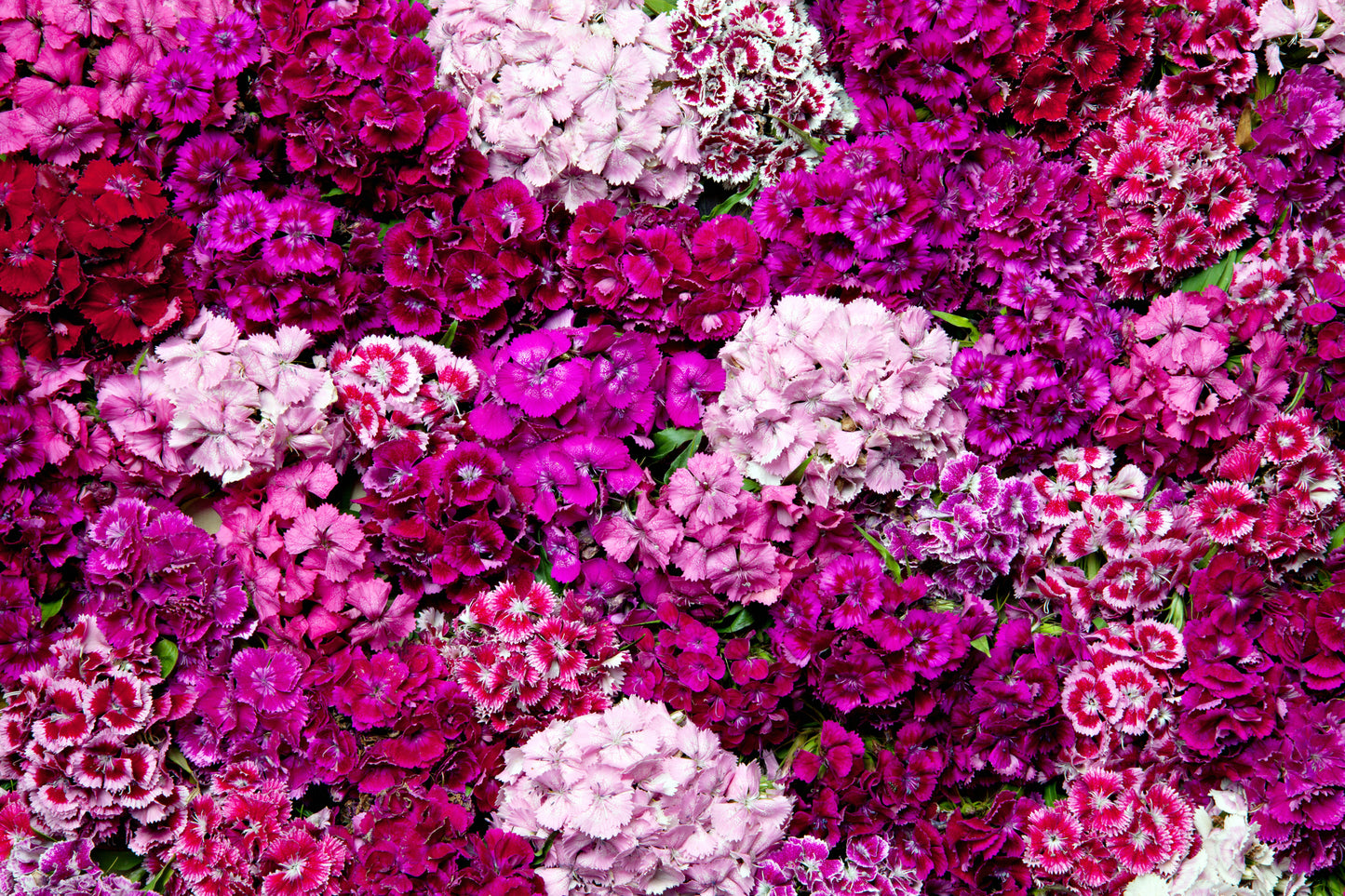 Sweet William Indian Carpet Mix Seeds