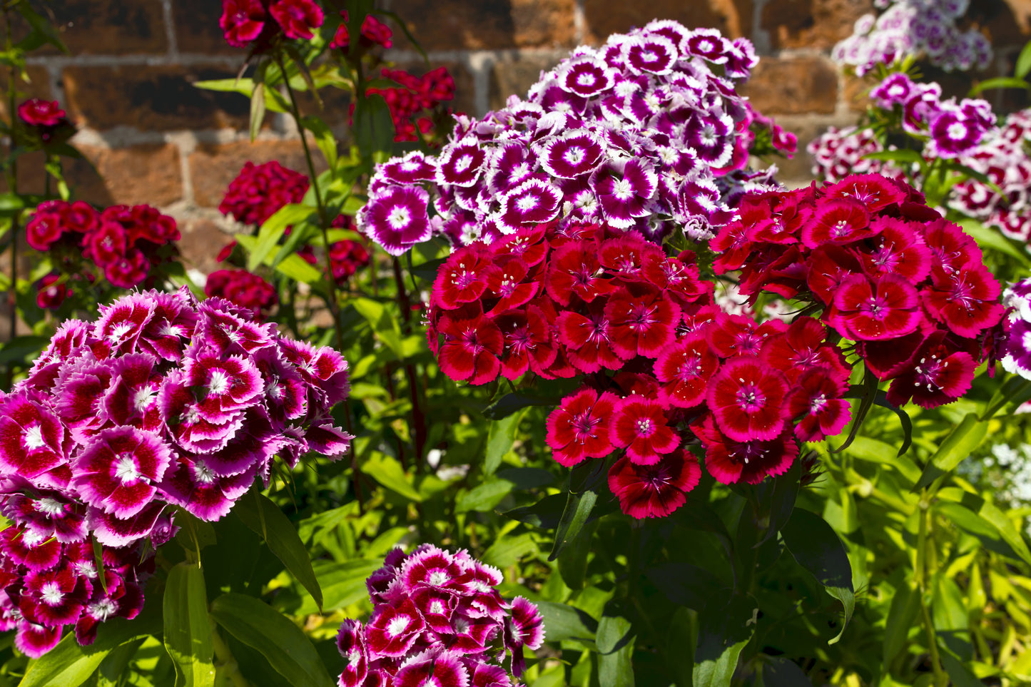 Sweet William Auricula Eyed Seeds
