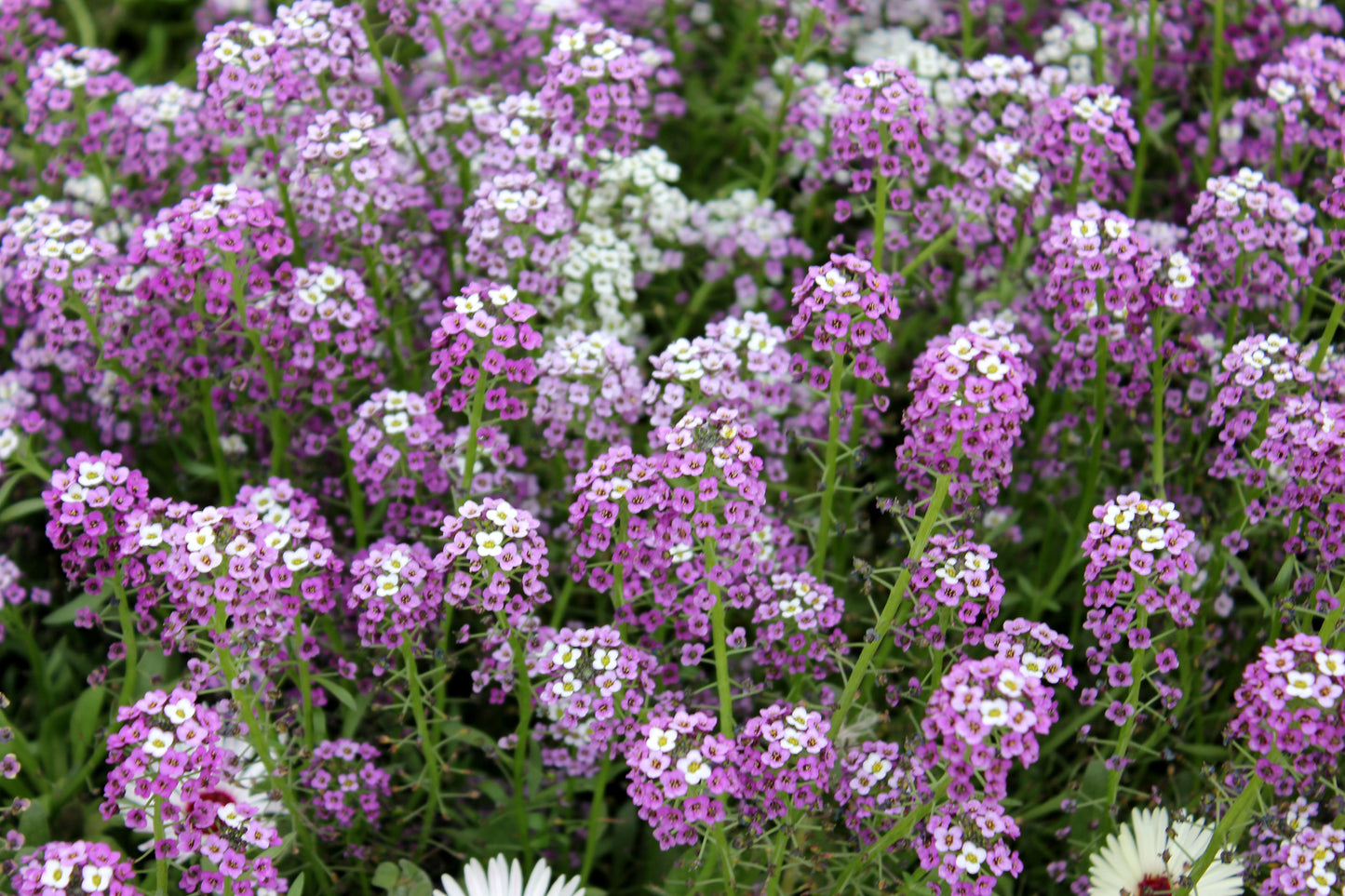 Alyssum Royal Carpet Seeds