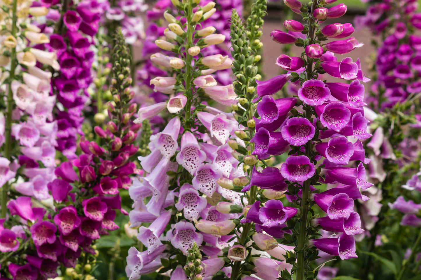 Digitalis Foxy Mixed Seeds
