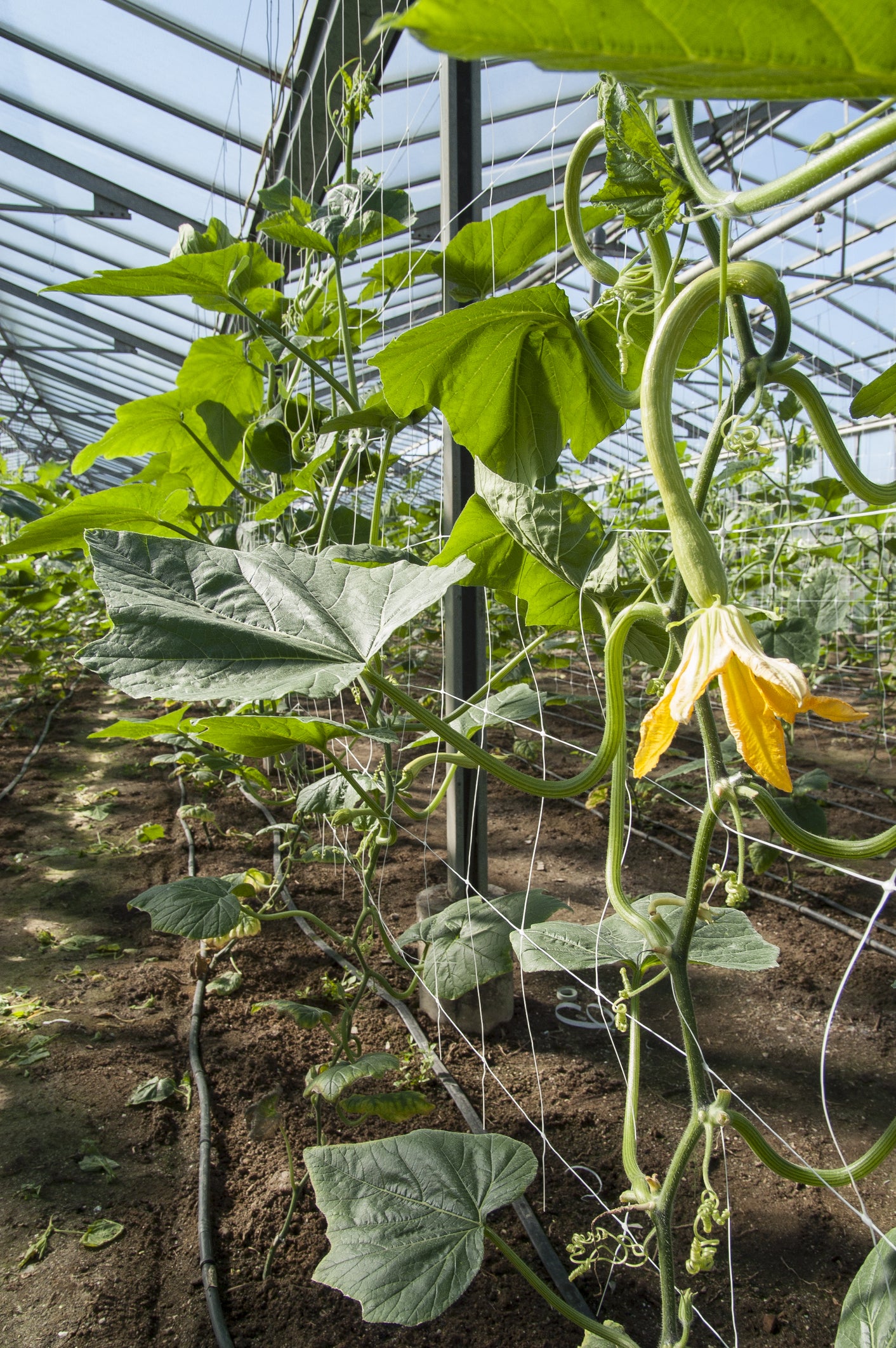 Courgette Tromboncino Albenga Seeds