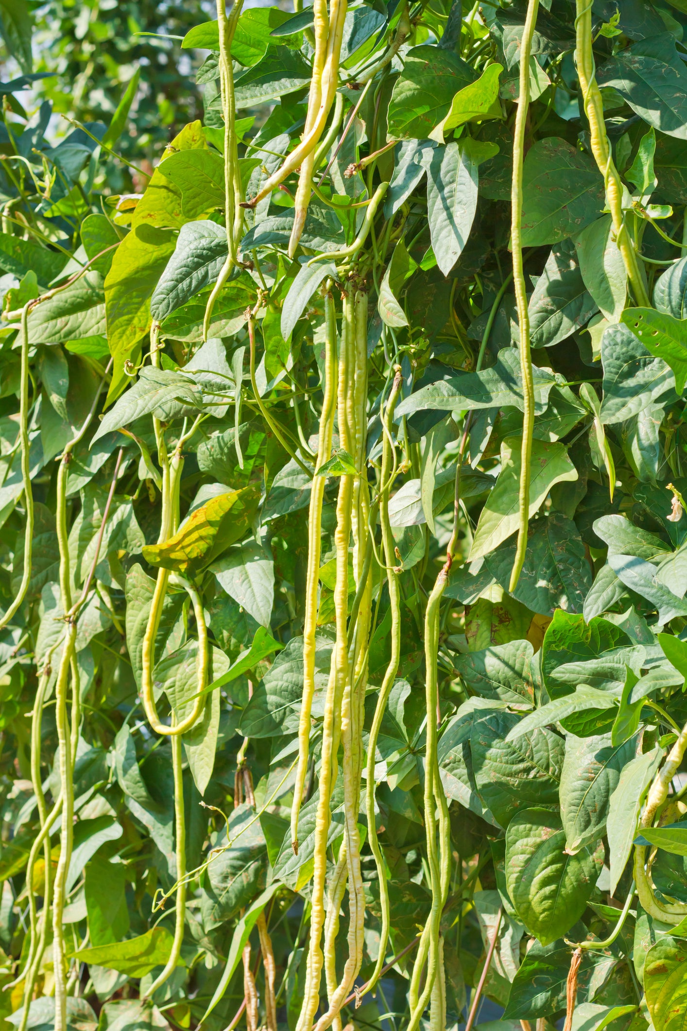 Climbing French Bean Yard Long Asparagus Bean Seeds