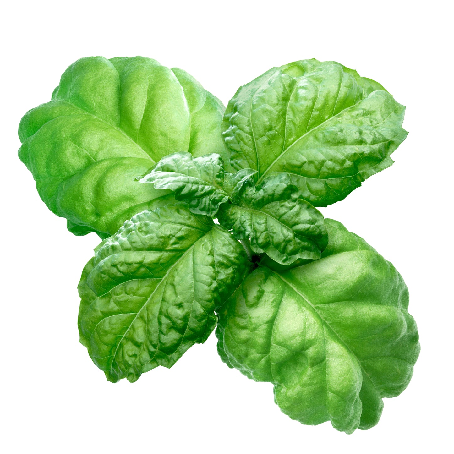 Basil Lettuce Leaved Seeds