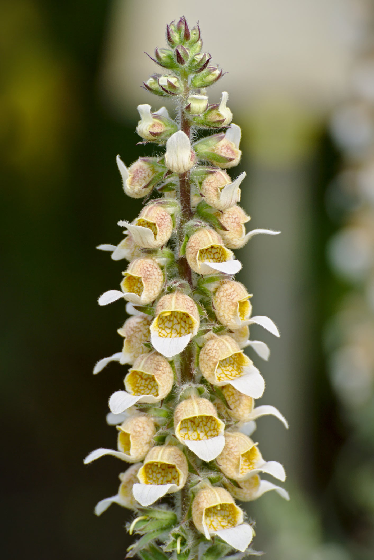 Digitalis lutea Lanata Cafe Creme Seeds