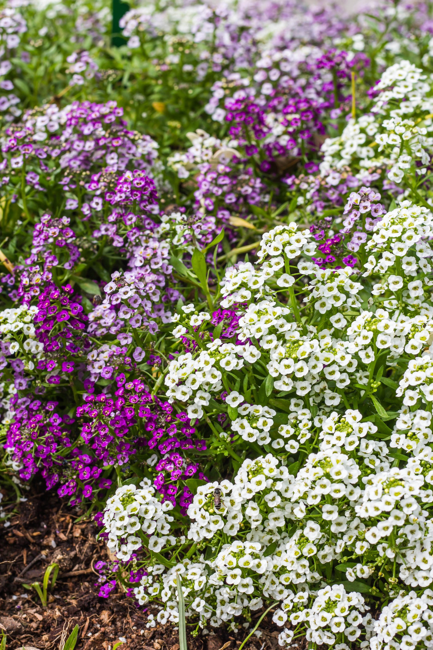 Alyssum naritima Wonderland Cotton Candy Seeds