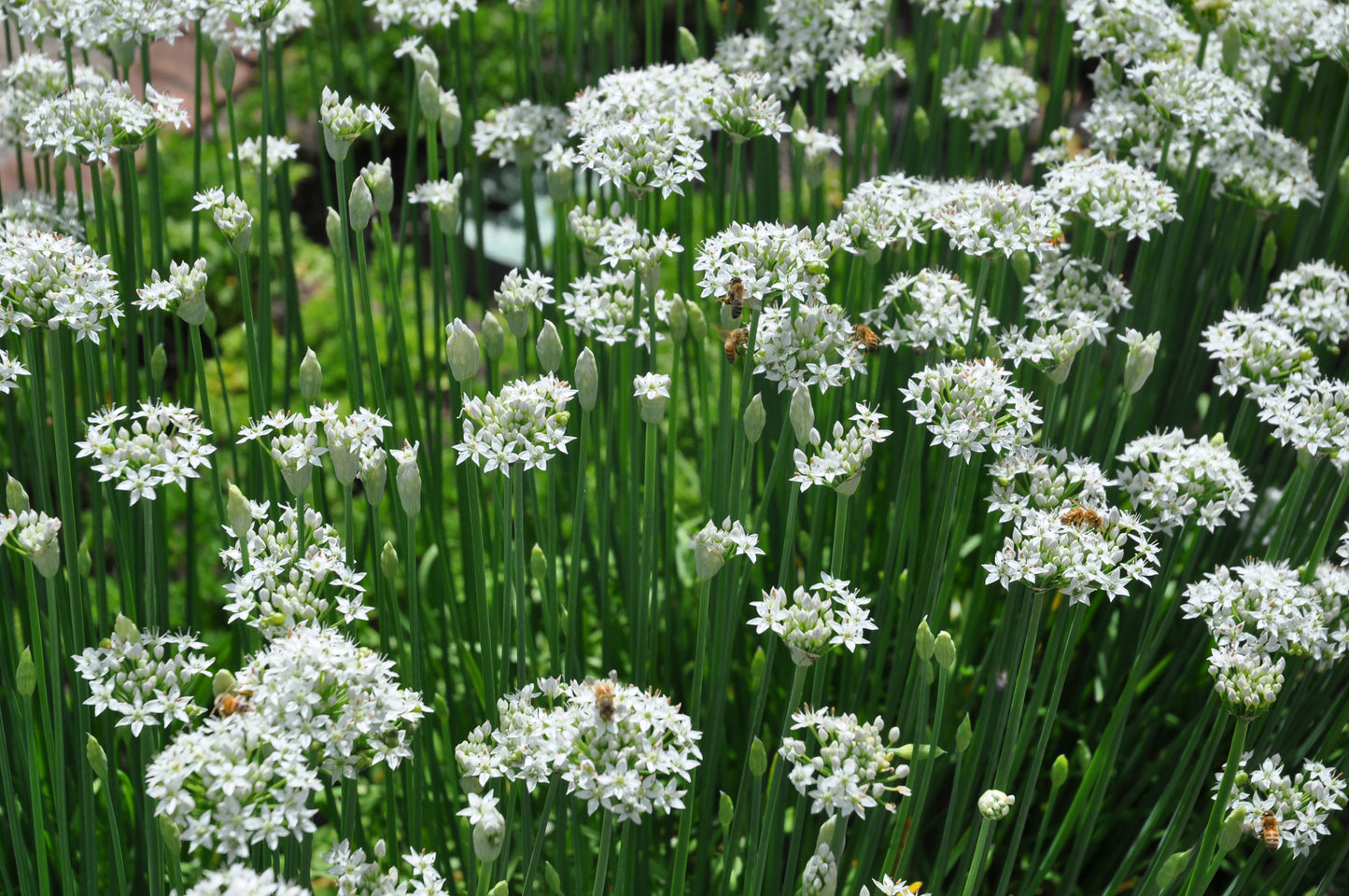 Garlic Chives - Allium tuberosum Seeds
