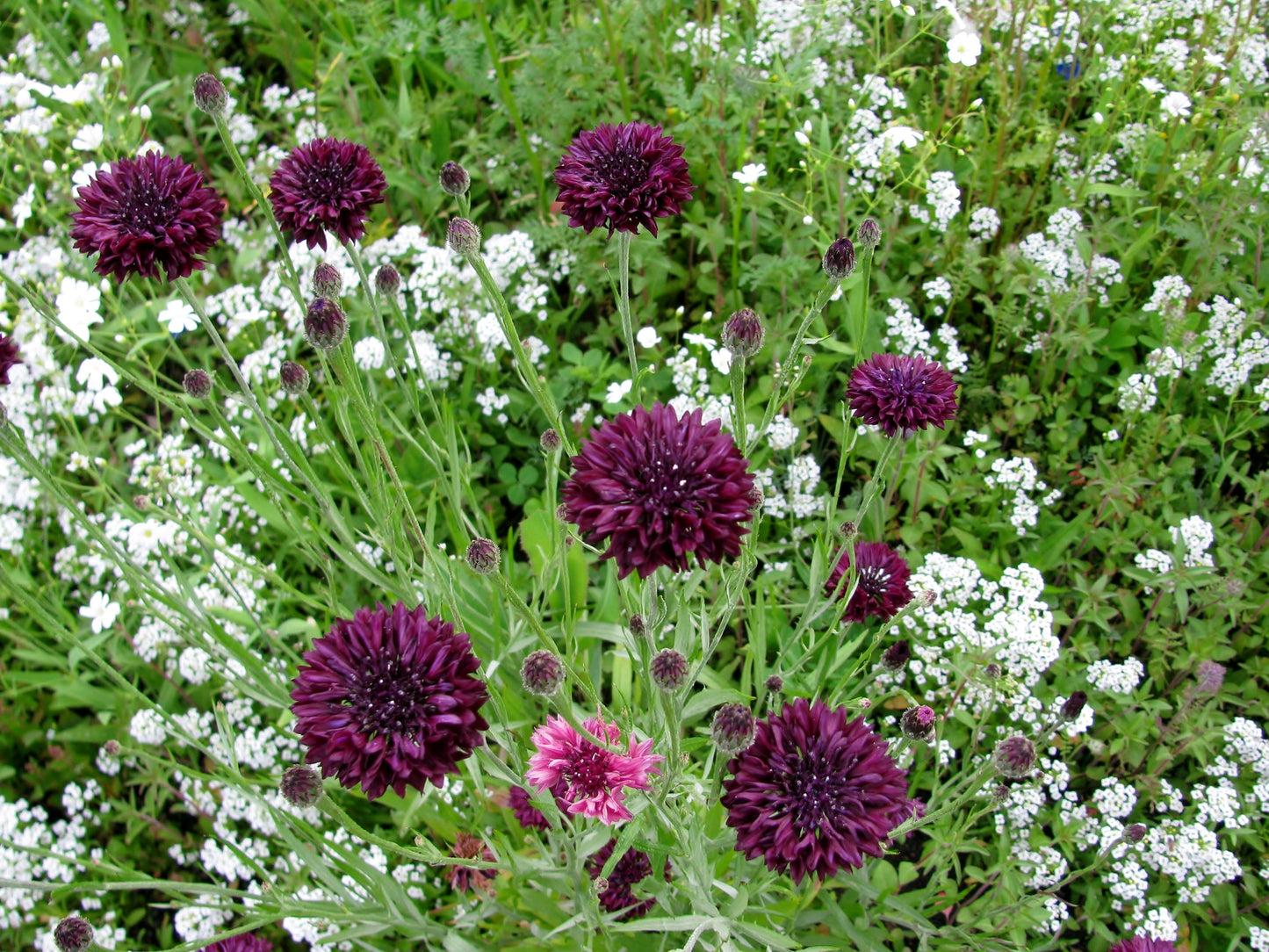 Cornflower Ball Black Strain Seeds