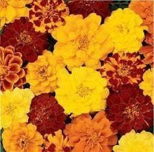 French Marigold Durango Mix Seeds