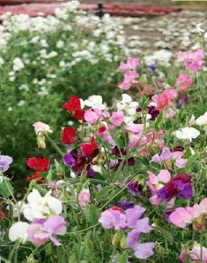 Sweet Pea Knee Hi Mix Seeds