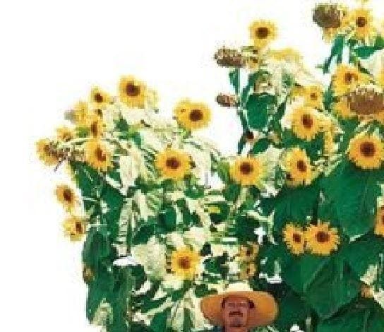 Monster Sunflower Kong F1 Hybrid Seeds