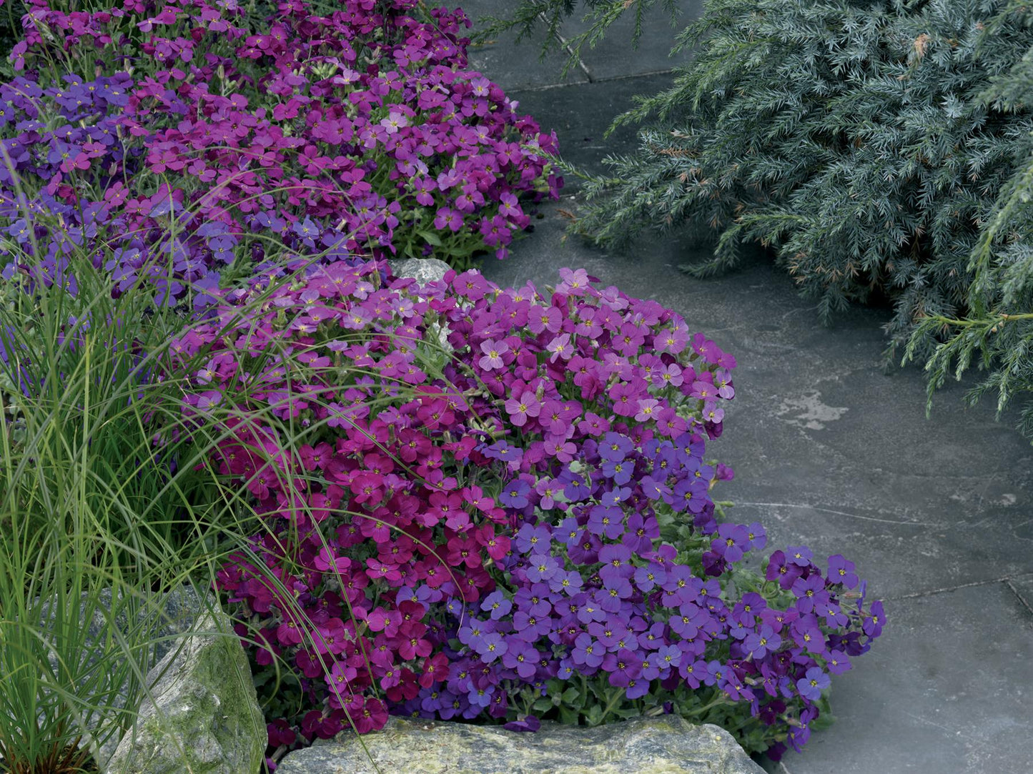 Aubrieta Katie F1 Hybrid Mixed Colours Seeds