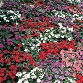 Impatiens Safari Mixed F2 Seeds