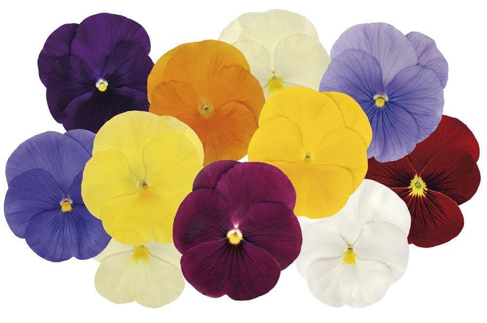 Pansy Matrix Clear Spring Mix F1 Hybrid Seeds