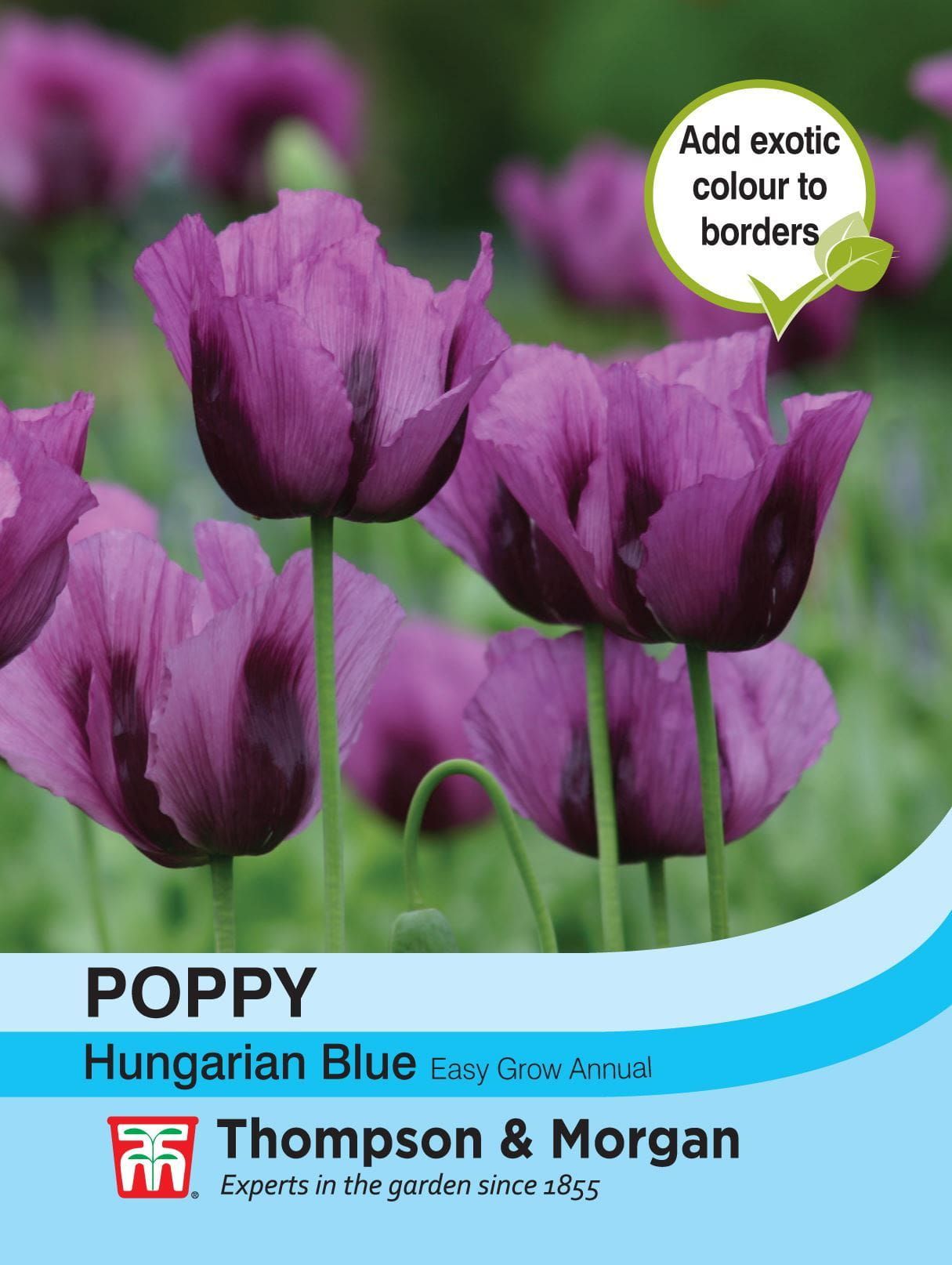 Thompson & Morgan - Flower - Poppy - Hungarian Blue - 500 Seeds