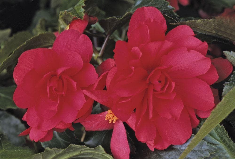 Begonia Illumination Rose F1 Hybrid Seeds