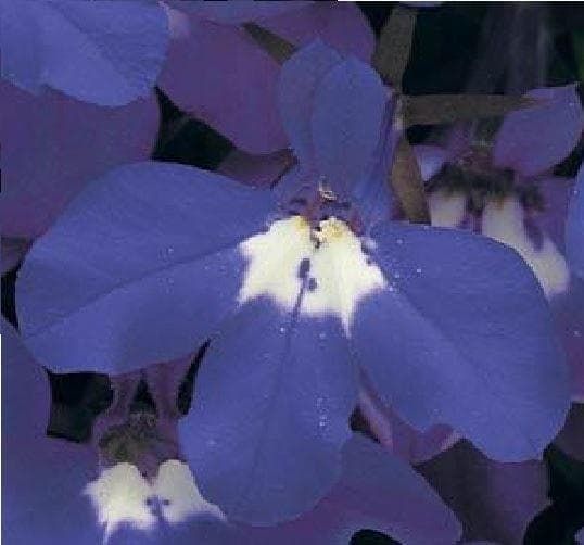 Lobelia Bedding Riviera Blue Eyes Seeds