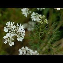 Coriander Moroccan Seeds