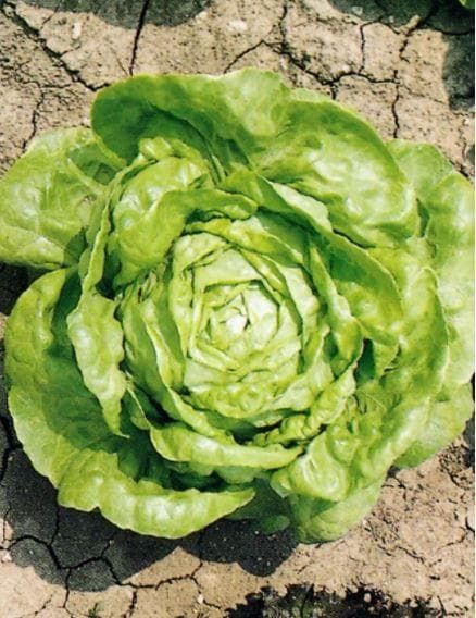 Organic Lettuce Wintercrop Seeds