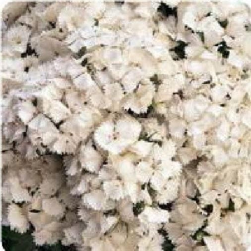 Sweet William Sweet White F1 Hybrid Seeds