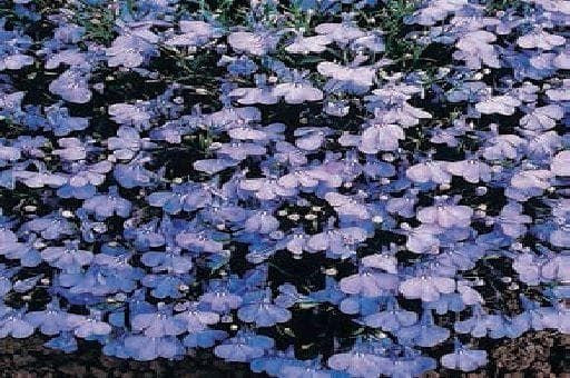 Lobelia Bedding Cambridge Blue Pelleted Seeds